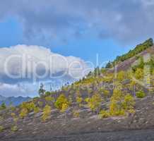 The Cumbre Nueva in La Palma. Beautiful lava landscape on the Cumbre Nueva in La Palma.