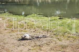 What a sad sight to see. a deceased fish lying on a patch of dry ground during the day where a dam use to be.