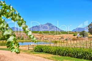 Home of South African wine. Photo from wineyards of the Stellenbosch district , Western Cape Province, South Africa.