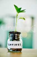 Financial growth, savings and future investment with interest in a jar full of coins, money or cash and a green economy. Invest, profit or investing money for donation, pension or a retirement fund