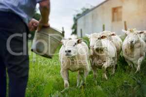 Feeding the flock. a farmer feeding sheep on a farm.