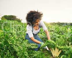 Its been a good season for spinach. an attractive young female farmer working the fields.