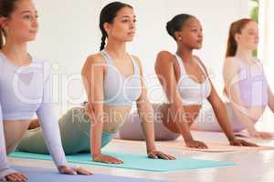 Yoga, stretching or pilates friends class for diverse group of women in upward facing dog pose in studio. Fit, calm or zen and serene or relaxed females in healthy holistic exercise for back mobility