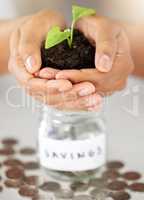 . Green economy hands and savings growth for investment, finance and future money goal. Closeup of financial advisor, bank employee and worker holding budget accountability on an insurance loan.