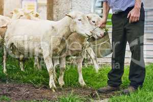 Did someone say lunchtime. a farmer feeding sheep on a farm.