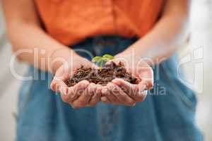 Hands, closeup and holding growing seeds from healthy pot of soil. Agriculture, sustainable and green business for eco friendly living. Hope for environmental innovation and safe ecosystem.