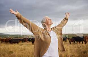 Happiness, freedom and mature woman looking free in nature with cows and grey sky background. Elderly happy senior relax with open arms in a countryside field with a smile and a positive mindset