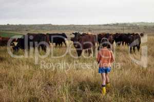 Sustainability, agriculture and farming with little girl playing with cattle on a farm, explore nature outdoors. Child on adventure in pasture with animal, carefree and enjoy childhood in countryside