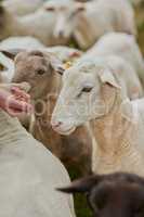 Excuse me whats that in your hand. a unrecognisable farmer feeding a herd of sheep with his hand outside on a farm.