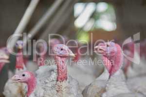 I wonder what theyre talking about. a flock of turkeys grouped together in a barn where they get fed.