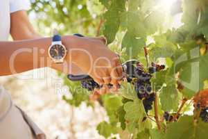Farmer pruning grapes in a vineyard, fruit orchard and farm estate with hand shear for wine and alcohol production. Closeup of fresh bunch of ripe, sweet and natural harvest for agriculture industry