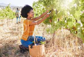 Vineyard worker with grape shears pruning and cutting crops on sustainability farm, fruit field and orchard for agriculture, wine and alcohol production. Woman with organic harvest growing in nature