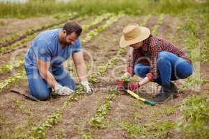 Farmers planting plants together on an organic and sustainable farm or garden outdoors. Couple sow vegetable crops or seedlings on fertile soil or farmland and work in the agriculture industry