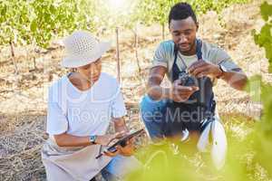 Wine farmers, vineyard or agriculture tablet app to monitor growth, development or sustainability in countryside garden field. Farming workers, colleagues or people with digital tech for fruit plants
