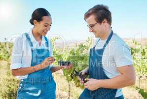 Farmers, teamwork and taste while pick fresh red grapes off plant in vineyard. Young man and woman alone test crops and produce to examine on wine farm. Checking fruit harvest with a smile in nature