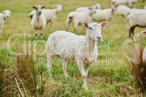 Did somebody say theres food. a herd of sheep grazing on a field while looking in one direction outside on a farm.