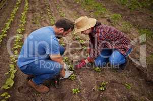 Sustainable farming couple planting, growing and gardening vegetable crops or plants in soil, dirt or farm land. Countryside lifestyle, agriculture or rural living farmer people working together