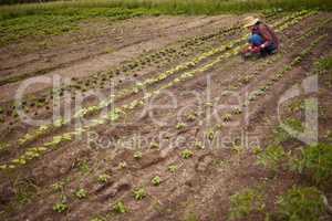 Countryside farmer planting crops in a neat line on sustainable, agriculture farm field. Woman gardener or worker farming with gardening tools, gear and working with produce for eco friendly growth