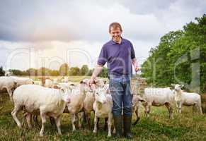 The pied piper of sheep. a male farmer feeding a herd of sheep on a farm.