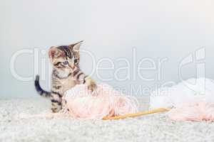 I will defeat you, you wooly monster. Studio shot of an adorable tabby kitten playing with a ball of wall.