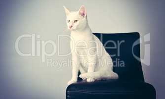 Mr Meow-velous himself. Studio shot of a white cat sitting on a chair against a gray background.
