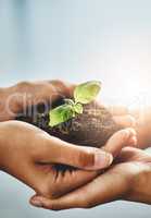Hands holding plant while growing showing teamwork, conservation, togetherness, nature development and growth as a community. Closeup of people with organic green flower leaves on dirt inside