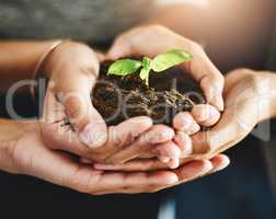 Conservation, growth and teamwork support, hands of corporate worker holding plant, leaf or flower in soil. Nature community and work friends showing development and sustainability in green business