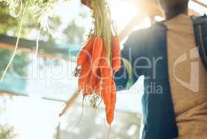Agriculture, vegetables and farmer holding carrots or fresh organic produce. Health, wellness and sustainability worker washing crops for shipping to green retail grocery supermarket on his farm