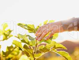 Plant a dream and watch it grow. a man touching the leaves of a plant in a garden.