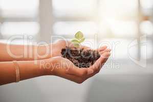 Business person holding plant seed, soil growth in hands for sustainable development or environmental awareness in eco friendly, earth company. Growing and nurturing flower leaf out on dirt close up