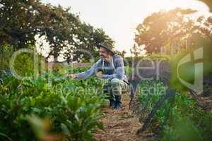 Thrive my beauties. a young man tending to the crops on a farm.