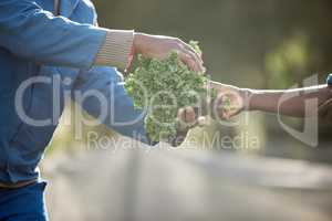 Sustainability, farm environment and kale leaf plants for agriculture harvesting in countryside with growth and nature. Workers in vegetable garden farming with healthy green crops from natural earth