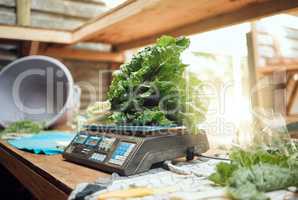 Grocery, agriculture and closeup of farmer scale to weigh vegetables. Healthy nutrition and lifestyle store or local farming plant. Sustainability in the food industry and organic consumers diet.