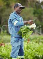 Farm, field and agriculture farmer worker in nature cutting green produce ready for harvest. Working man and sustainability farm hand farming and checking plant growth in a countryside environment