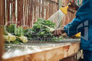 Agriculture, vegetables and farmer cleaning produce with a high water pressure garden hose. Health, wellness and sustainability worker preparing crops to give to a green retail grocery supermarket.