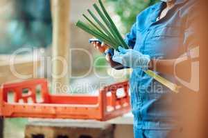 Agriculture, farming and harvesting organic vegetables and produce. Farm or supermarket worker wearing hygiene gloves while cutting fresh green onions or scallions to prepare for selling or shipping