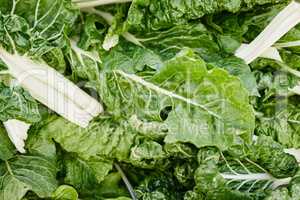 Agriculture growth and organic spinach plants with leaf in a green eco sustainable nutrition. Fresh farming product heap for salad, health and diet or vegetable garden in a harvest from above