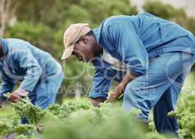 Farm worker, agriculture and field of vegetables for market. Countryside plant for farming business and organic food production. Nature, raw and garden work sustainability for agribusiness.