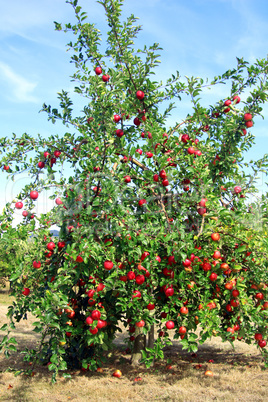 Reiche Ernte am Apfelbaum