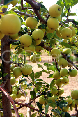 Erntezeit in der Obstplantage