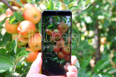 Mann fotografiert reife Äpfel mit einem Handy