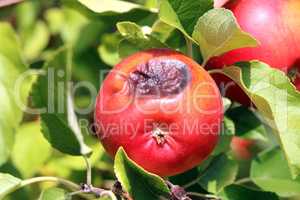 Ein fauler Apfel verdirbt die Ernte