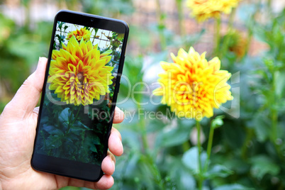Frau fotografiert Blume mit einem Handy