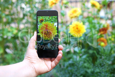 Frau fotografiert Blume mit einem Handy