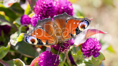Butterfly on flowers