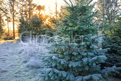 christmas tree plantation