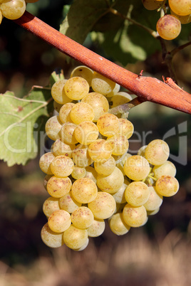 Reife Trauben am Weinstock